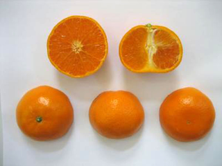 Illustration for article titled Mutation breeding creates the world's most perfect orange